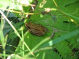 Day 4 - Hummocks - Brown Tree Frog stays cool in the shade